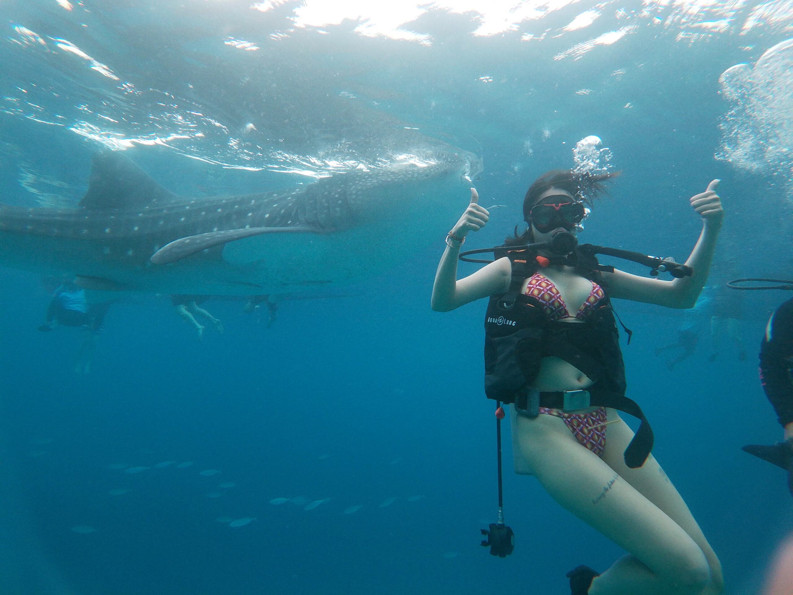 Khách hàng được trải nghiệm lặn nhìn cá mập voi bơi