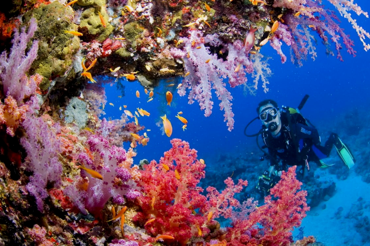 địa điểm lặn biển Philippines - Tubbataha Reef 