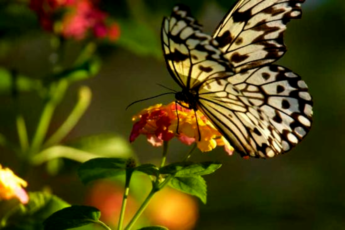 Butterfly Garden - khám phá vườn quốc gia sông ngầm Puerto Princesa